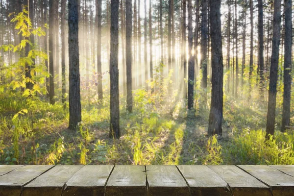 Ormanda gün batımı