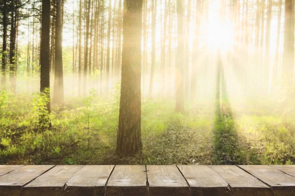 Ormanda gün batımı 