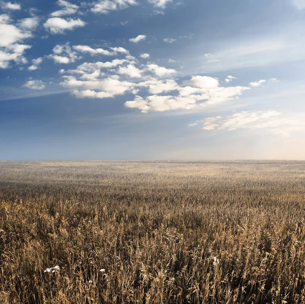 Campi d'autunno — Foto Stock