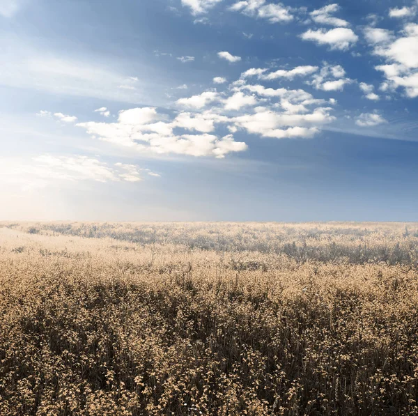 Campos de outono — Fotografia de Stock