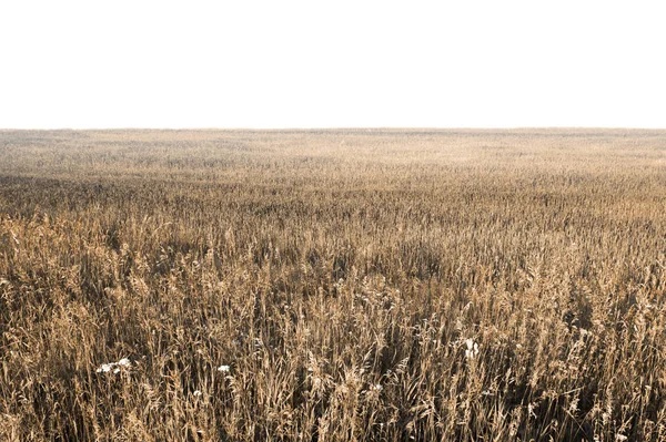 Fields isolated — Stock Photo, Image