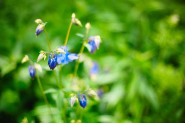 Aquilegia caerulea çiçek