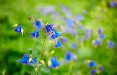 Aquilegia caerulea çiçek
