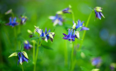 Aquilegia caerulea çiçek