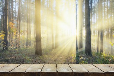 Ormanda gün batımı