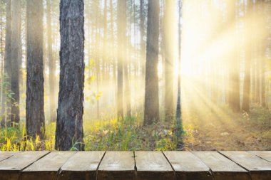 Ormanda gün batımı