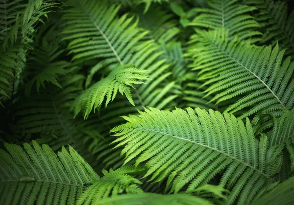 Bonito Brught Verde Samambaia Fundo — Fotografia de Stock