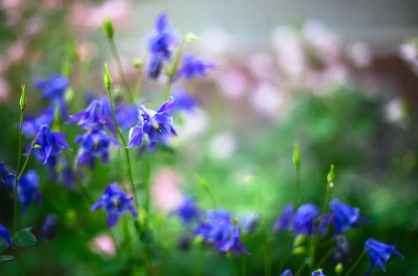 Aquilegia caerulea flower — Stock Photo, Image