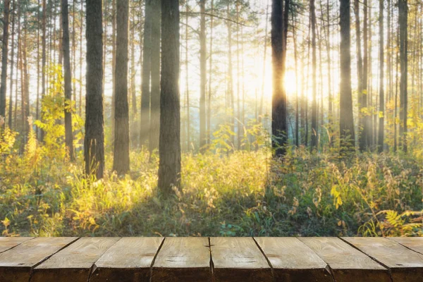 Solnedgang i skogen – stockfoto