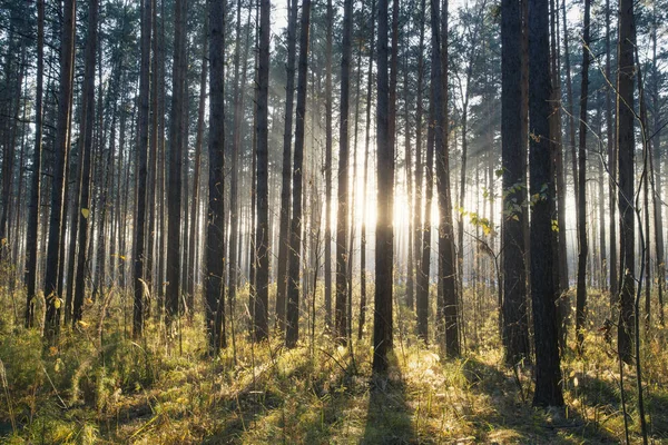 Pôr do sol na floresta de outono — Fotografia de Stock