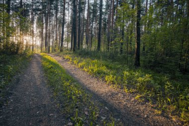 Ormanda güzel bir gün batımı 