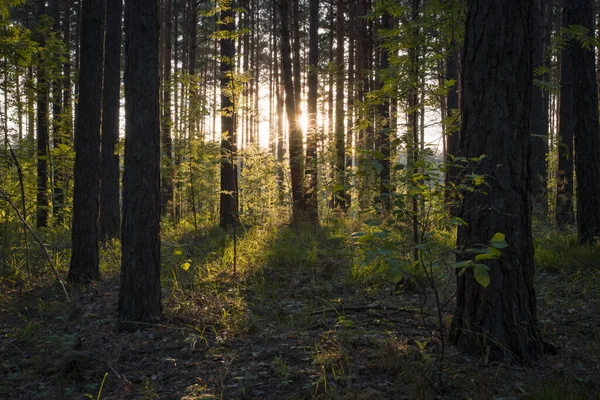 Belo Pôr Sol Floresta — Fotografia de Stock