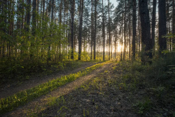 Belo Pôr Sol Floresta — Fotografia de Stock