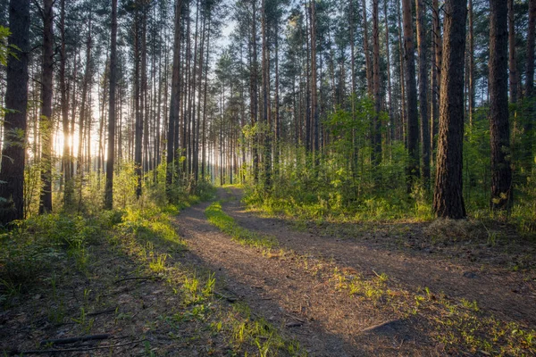 Beau Coucher Soleil Dans Les Bois — Photo