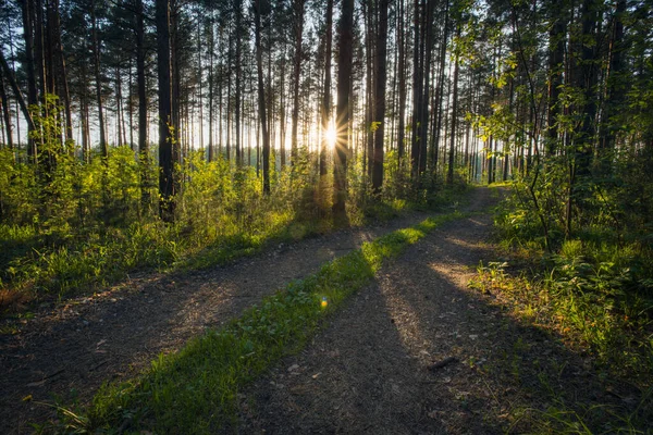 Ormanda güzel bir gün batımı 