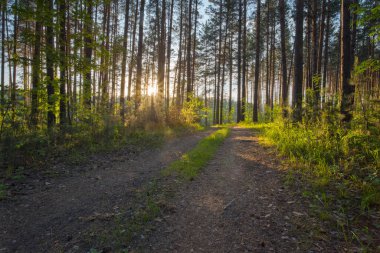 Ormanda güzel bir gün batımı 