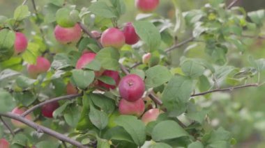Dallardaki elmaları kapatın. Yavaş çekim.