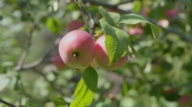 Dallardaki elmaları kapatın. Yavaş çekim.