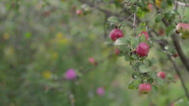 Dallardaki elmaları kapatın. Yavaş çekim.