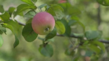 Dallardaki elmaları kapatın. Yavaş çekim.