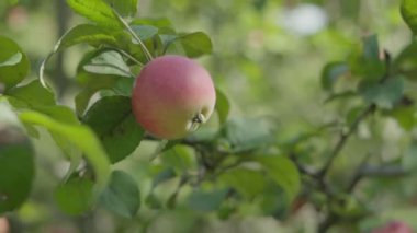 Dallardaki elmaları kapatın. Yavaş çekim.