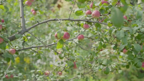 Close Apples Branches Slow Motion — Stock Video