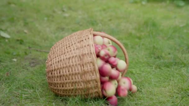 Las Manzanas Caen Una Canasta Mimbre Movimiento Lento — Vídeos de Stock