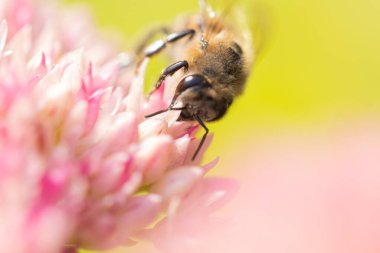 Bal arıları Spiraea çiçeğinden polen ve nektar toplar. Makro çekim.