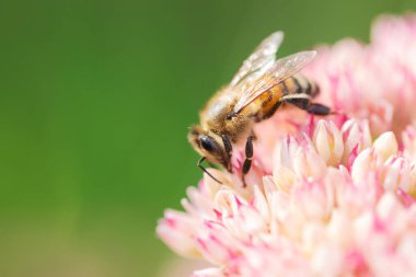 Bal arıları Spiraea çiçeğinden polen ve nektar toplar. Makro çekim.