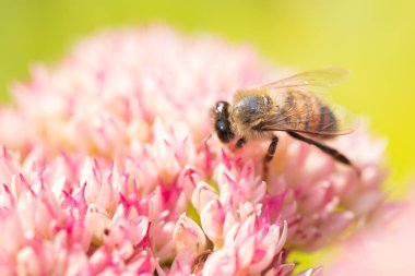 Bal arıları Spiraea çiçeğinden polen ve nektar toplar. Makro çekim.