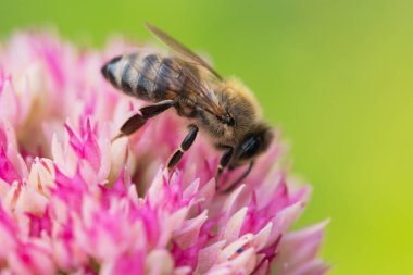 Bal arıları Spiraea çiçeğinden polen ve nektar toplar. Makro çekim.