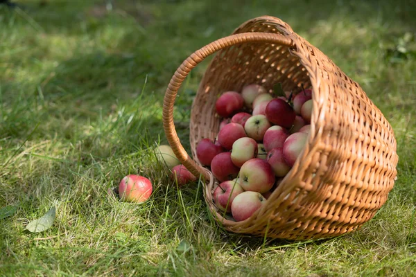 Jabłka Wypadają Wiklinowego Koszyka — Zdjęcie stockowe