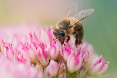 Bal arıları Spiraea çiçeğinden polen ve nektar toplar. Makro çekim.