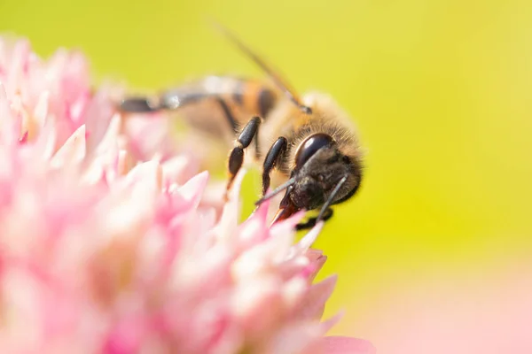 Medonosné Včely Sbírají Pyl Nektar Květu Spiraea Makro Snímek — Stock fotografie