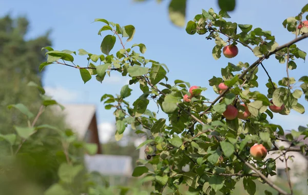 Смачні Червоні Яблука Гілках — стокове фото