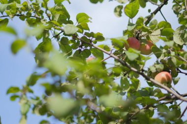 Dallarda lezzetli kırmızı elmalar.