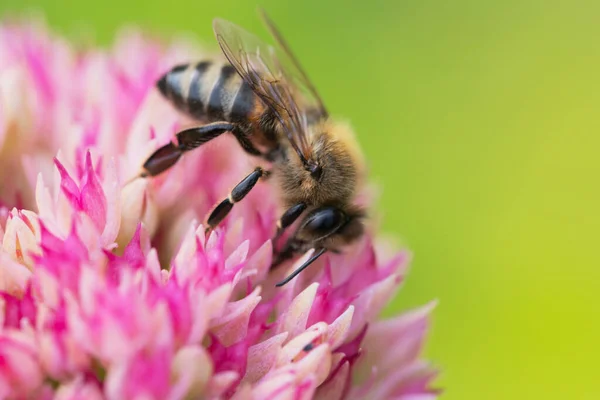 꿀벌은 스피라이아 꽃가루와 화밀을 모은다 매크로 — 스톡 사진
