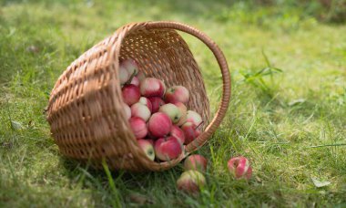 Elmalar hasır sepetinden düşer..