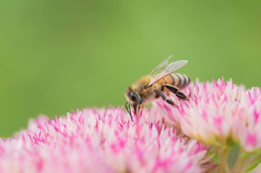 Bal arıları Spiraea çiçeğinden polen ve nektar toplar. Makro çekim.