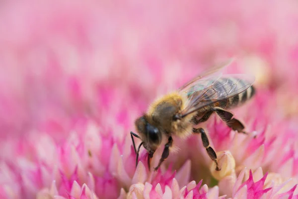 Medonosné Včely Sbírají Pyl Nektar Květu Spiraea Makro Snímek — Stock fotografie
