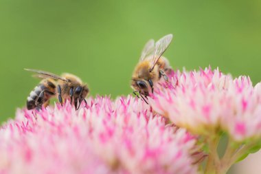 İki bal arısı Spiraea çiçeğinden polen ve nektar topluyor. Makro çekim.