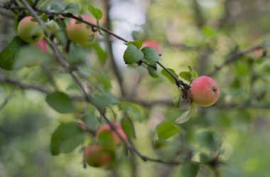 Dallarda lezzetli kırmızı elmalar.