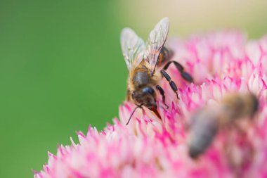 Bal arıları Spiraea çiçeğinden polen ve nektar toplar. Makro çekim.