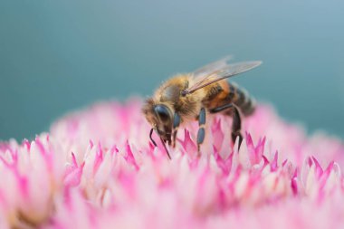 Bal arıları Spiraea çiçeğinden polen ve nektar toplar. Makro çekim.