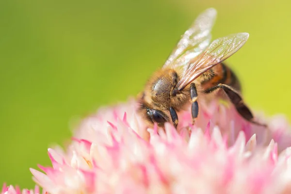 꿀벌은 스피라이아 꽃가루와 화밀을 모은다 매크로 — 스톡 사진