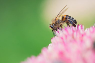 Bal arıları Spiraea çiçeğinden polen ve nektar toplar. Makro çekim.