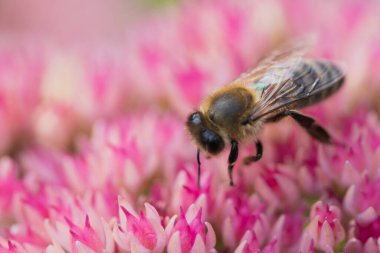 Bal arıları Spiraea çiçeğinden polen ve nektar toplar. Makro çekim.