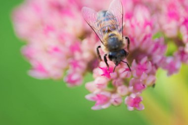 Bal arıları Spiraea çiçeğinden polen ve nektar toplar. Makro çekim.