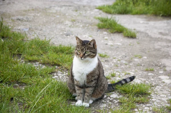 Een Binnenlandse Kat Horloges Stree — Stockfoto