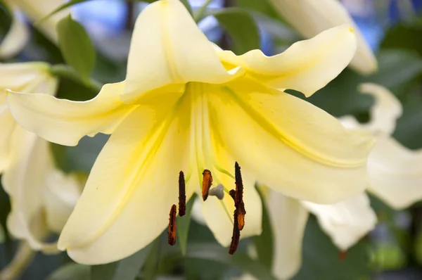 Eine Blühende Gelbe Lilie Aus Nächster Nähe — Stockfoto